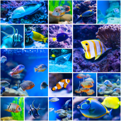 Saltwater Aquarium Fish: A Guide - AquaSphereo